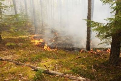 За сутки в Оренбургской области степь горела четыре раза