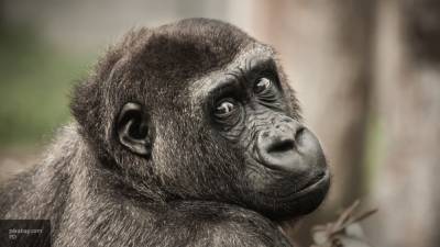 Британские супермаркеты отказались от продажи собранных обезьянами кокосов