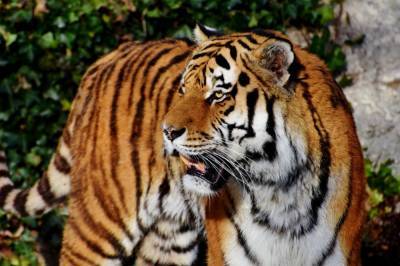 В Швейцарии сотрудница зоопарка скончалась после нападения тигрицы