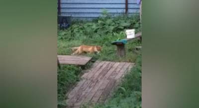 Погрызли пять человек: дикие лисы нападают на ярославцев. Куда звонить