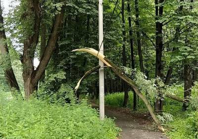 В Лесопарке упавшее дерево повисло на проводах