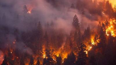 Масштабные пожары в Сибири: почему российские власти отказываются тушить лесные возгорания