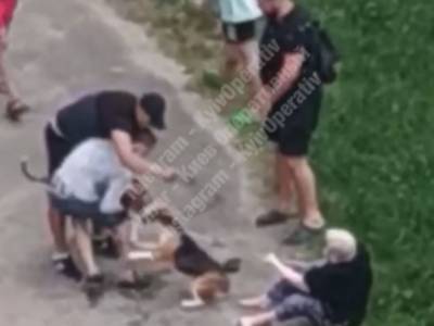 На Оболони в Киеве произошла жесткая схватка между собаками