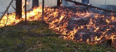 Пожар уничтожил 2 га леса в Приладожье Карелии (ФОТО)