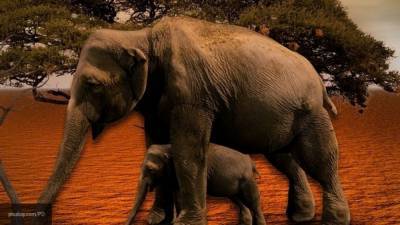 Загадочная болезнь сразила сотни слонов в Африке