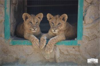 Трогательные фото. Ташкентский зоопарк в условиях карантина