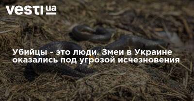 Убийцы - это люди. Змеи в Украине оказались под угрозой исчезновения