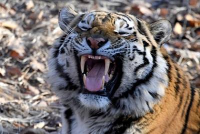 Тигрица растерзала сотрудницу зоопарка на глазах у посетителей