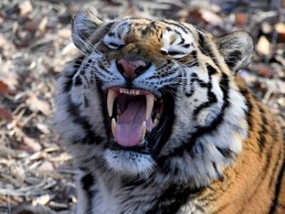 Амурская тигрица растерзала сотрудницу зоопарка на глазах у посетителей