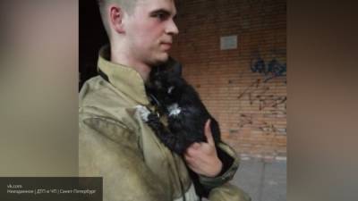 Спасатели вызволили кота из подожженной для сокрытия улик квартиры в Выборге