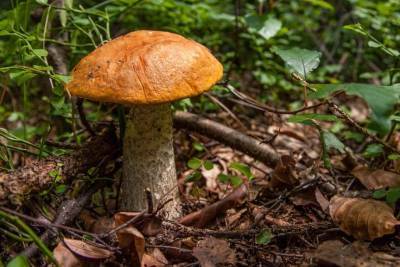 Доктор Мясников рассказал, какую опасность таят лесные грибы