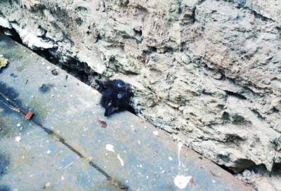 В Гатчине выручили котенка, который застрял между фасадом дома и железным листом