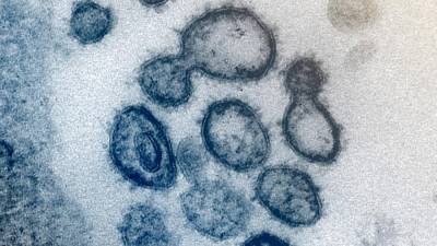 Британский ученый опроверг теорию о создании коронавируса в Ухане