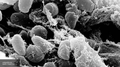 Инфекционист Жемчугов объяснил появление штамма бубонной чумы на территории Китая