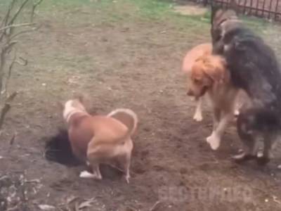 Собаки пытались закопать своего соседа и рассмешили Сеть