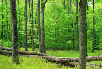 Рослесхоз формирует базу генетических данных лесных деревьев