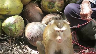 Британские супермаркеты отказались продавать кокосы, собранные обезьянами