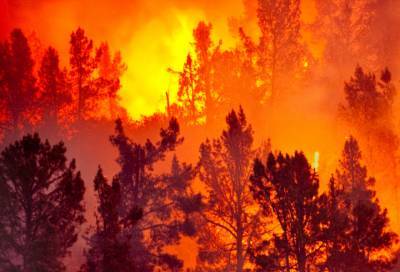 За сутки в России потушили 80 лесных пожаров