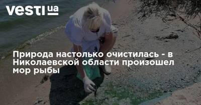 Природа настолько очистилась - в Николаевской области произошел мор рыбы
