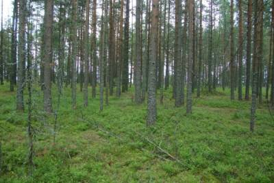 Запрет на посещение леса в Петербурге продлили до 26 июля