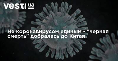 Не коронавирусом единым - "черная смерть" добралась до Китая - vesti.ua - Китай - Монголия