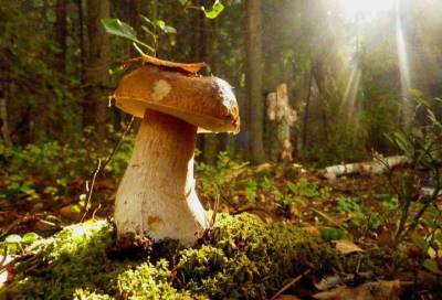 Доктор Мясников рассказал россиянам об опасности лесных грибов