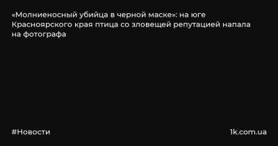 «Молниеносный убийца в черной маске»: на юге Красноярского края птица со зловещей репутацией напала на фотографа