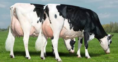 Молочно-товарный комплекс на 1,5 тыс. голов скота откроют в Пинском районе