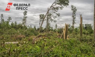 На палаточный лагерь в Красноярском крае во время шторма упало несколько деревьев. Есть жертвы