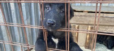 В Петрозаводске зоозащитники просят помочь накормить собак из приюта