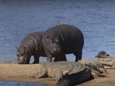На берегу Нила бесстрашные молодые бегемоты не испугались стаю крокодилов