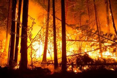 Более 45,5 тыс. гектаров леса горят в Иркутской области