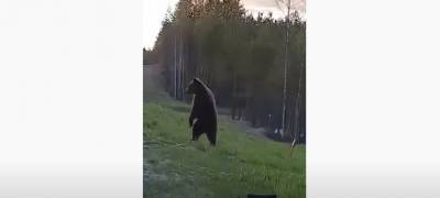 Огромный медведь напугал автомобилистов на трассе в Карелии (ВИДЕО)