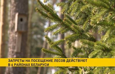 Запреты на посещение лесов действуют в шести районах Беларуси