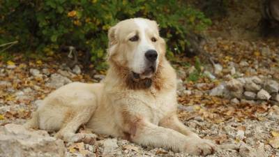 Правоохранители установили хозяина собаки, которая покусала женщину в Петергофе