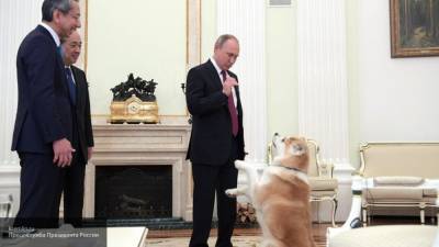 Путин поручил доработать наказание за жестокое обращение с животными