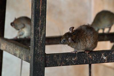 Оголодавшие за время карантина крысы начали поедать друг друга и залезать в дома