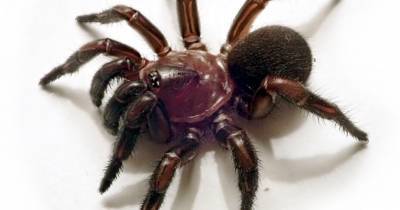 В Австралии нашли пауков, которые строят «входные двери» в норы