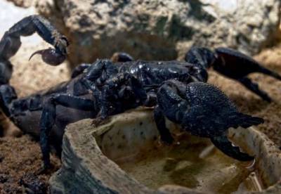 Обнаружены останки гигантских морских скорпионов
