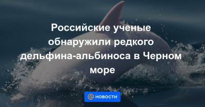 Российские ученые обнаружили редкого дельфина-альбиноса в Черном море