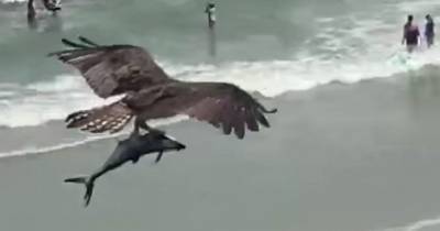 Вирусное видео из США: хищная птица унесла в когтях акулоподобную рыбу