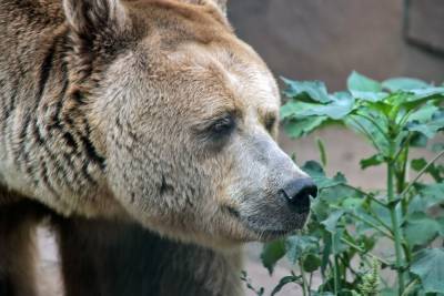 Воронежский зоопарк откроется для посетителей 7 июля
