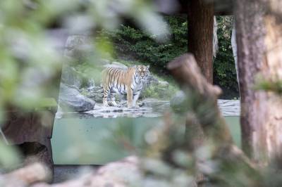 В Цюрихе амурская тигрица загрызла 55-летнюю сотрудницу зоопарка