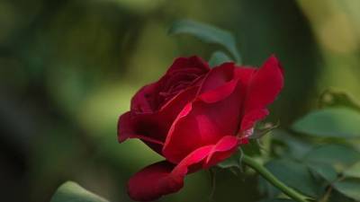 У Исаакиевского собора в центре Петербурга зацвели розы