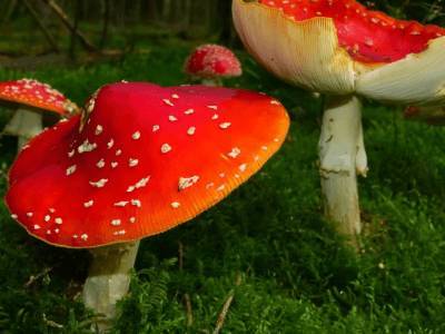 Александр Мясников назвал главную опасность грибов