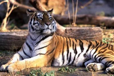 Живут на две страны: 70% китайских тигров оказались путешественниками в Россию