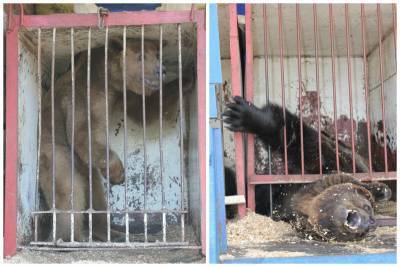 В Госдуме разработали систему штрафов за жестокое обращение с животными для цирков и зоопарков