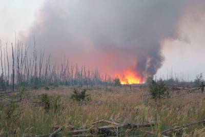 В Воронеже и окрестностях горят леса