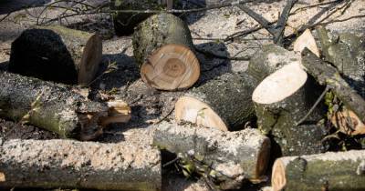 На Орудийной для строительства жилых домов вырубят 55 деревьев