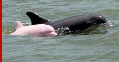 В Черном море заметили редкого дельфина-альбиноса